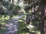 Alter Wanderweg